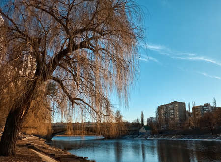 Bald willow leaned over the river against the blue sky. The bridge crosses the water channel. Tree without leaves.の写真素材