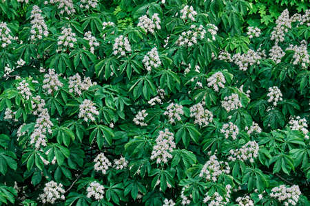 Pattern of flowering chestnuts. Green leaves with a dense structure.の写真素材