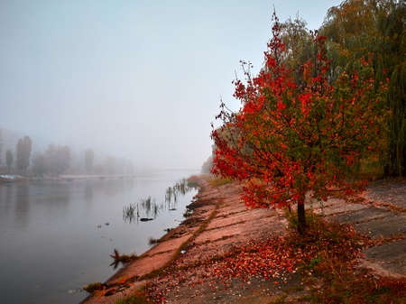 Autumn tree with red leaves stands on the banks of a water canal. In the valley, everything is...