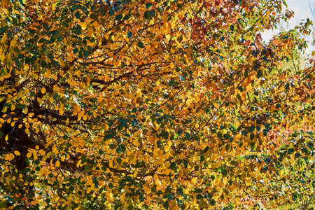 Yellow leaves on a poplar branch filled the whole frame. Autumn leaves pattern.の写真素材