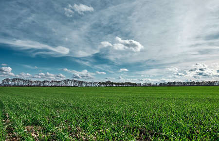 Winter crops green field against the background of bald trees. Blue sky with fluffy clouds. Distant...
