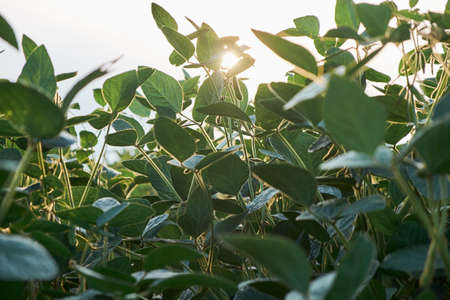 Sprouts of green beans in the backlight. Agriculture. Botanical plants.の写真素材
