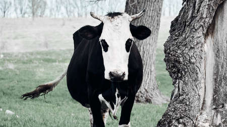Terrible evil cow grazes on a green lawn. Horned cow looks at the camera. Cow farming.の写真素材