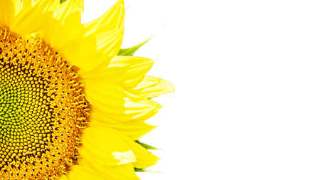 Blooming sunflower seeds with petals. Half a flower. Macro photography of stamens and anthers. Light background for text. Isolated on a white background.の写真素材