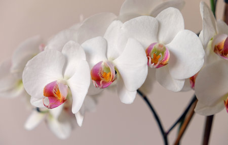 Three white orchid flowers on a pink background.の写真素材