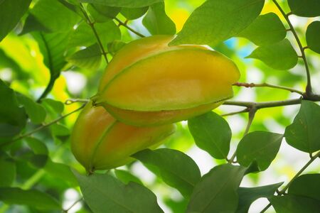 The star fruits hang on theirs treesの写真素材
