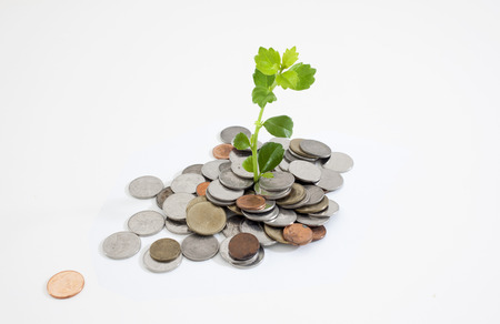 money treeの写真素材