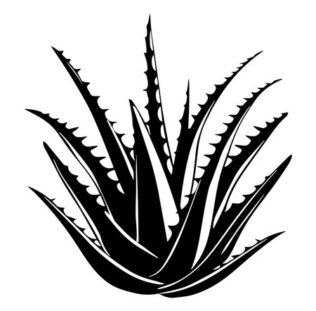 This black silhouette of an aloe vera plant showcases sharp leaves and striking texture, perfect for nature-themed designs, modern decor, or health-related projects.のイラスト素材