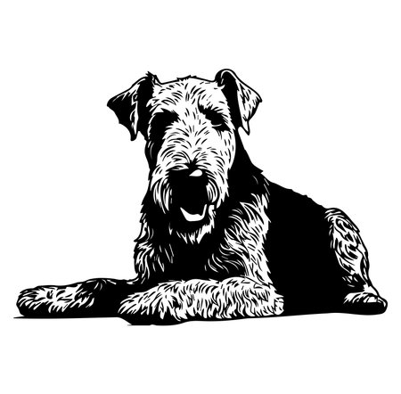 A beautifully detailed black and white illustration of a relaxed Airedale Terrier dog lying down. Perfect for animal lovers and pet themed designs.のイラスト素材
