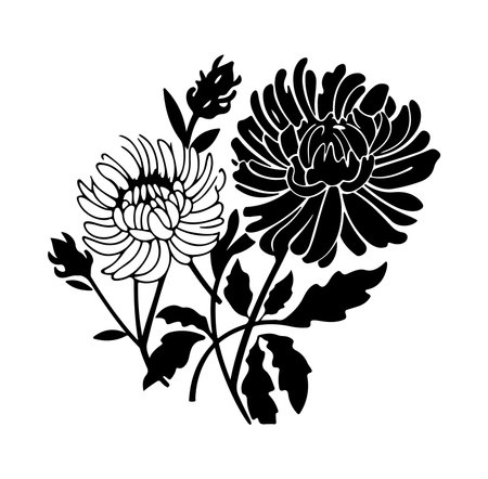 This elegant black and white floral design showcases beautiful chrysanthemum blooms with intricate details, perfect for decor or art projects.のイラスト素材