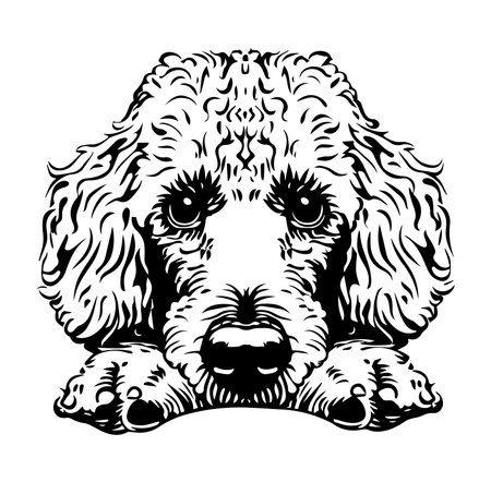 This black and white illustration features a cute dog with curly fur resting its head on its paws, showcasing intricate details and whimsical character.のイラスト素材