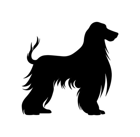 This artistic silhouette shows an Afghan Hound in profile, highlighting its long flowing hair and elegant posture. Perfect for dog lovers and art enthusiasts.のイラスト素材