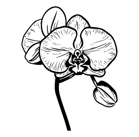 Captivating black and white illustration of an orchid flower, perfect for home decor and artistic designs, evoking beauty and tranquility in any space.のイラスト素材