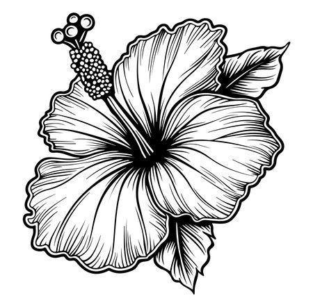 Detailed black and white illustration of a hibiscus flower, showcasing intricate line work and a beautiful depiction of its petals and leaves. Perfect for artistic projects.のイラスト素材