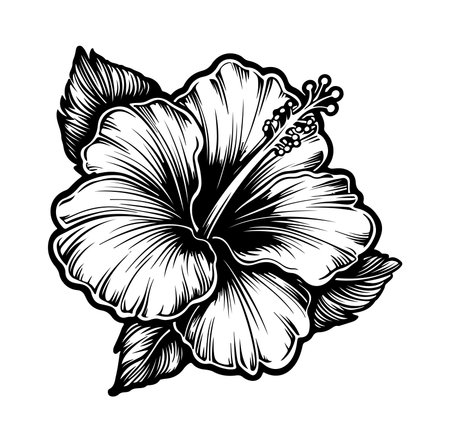 This hand-drawn black and white hibiscus flower illustration showcases intricate details, perfect for art projects, designs, and tropical themes.のイラスト素材