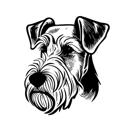 An intricate black and white illustration showcasing the head of a schnauzer dog. Ideal for pet lovers, this detailed artwork captures the character and charm of the breed.のイラスト素材
