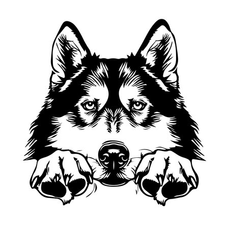 This striking black and white illustration features a close-up of a dog's face with intense gaze and detailed features, perfect for art lovers and pet enthusiasts.のイラスト素材