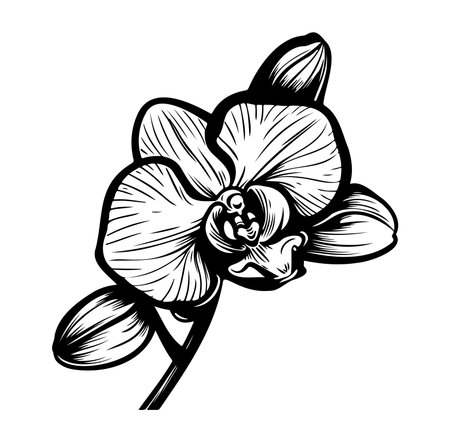 This beautiful black and white illustration features an elegant orchid flower, highlighting its delicate petals and intricate details. Perfect for nature lovers.のイラスト素材