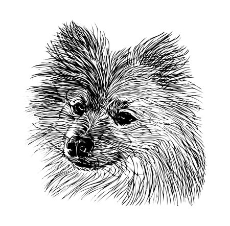 This artistic black and white sketch captures the charming essence of a Pomeranian dog in detailed line work, showcasing its fluffy fur and expressive features.のイラスト素材