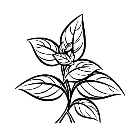 This elegant illustration features a leafy plant in black and white, showcasing intricate details and natural beauty. Perfect for botanical themes and design projects.のイラスト素材