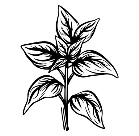 This elegant line art illustration showcases a leafy plant design, perfect for nature-inspired decor. Ideal for wellness, culinary, or botanical themes!のイラスト素材