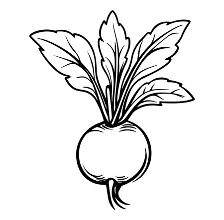 This hand-drawn radish illustration showcases the fresh vegetable with its vibrant green leaves. Perfect for culinary, gardening, and health-themed projects.のイラスト素材
