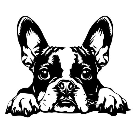 This captivating illustration features an adorable French bulldog peeking over a surface. With its big eyes and curious expression, it captures a playful and friendly spirit in a striking black and white design.のイラスト素材