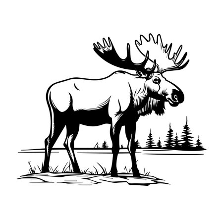 Stunning black and white illustration of a moose in a natural setting. Captures the essence of wildlife and nature, perfect for enthusiasts and decorative purposes.のイラスト素材