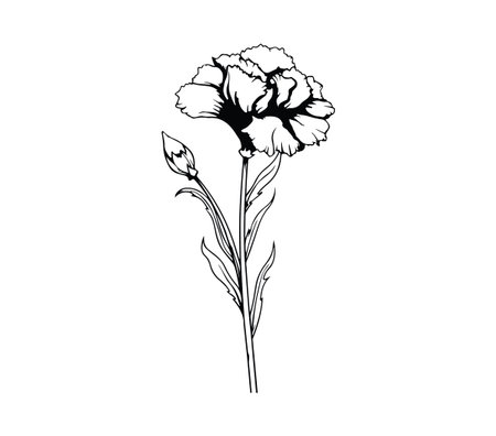 This elegant black and white outline illustration of a carnation flower showcases its delicate beauty and intricate details, perfect for design projects.のイラスト素材