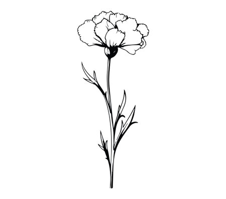 This elegant black and white illustration features a single carnation flower, showcasing its delicate petals and graceful stem. Perfect for artistic decor.のイラスト素材