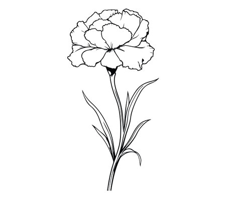 A stunning line art illustration of a single carnation flower. This design captures the intricate details of the flower and its leaves, showcasing natural beauty and elegance in a minimalist style.のイラスト素材