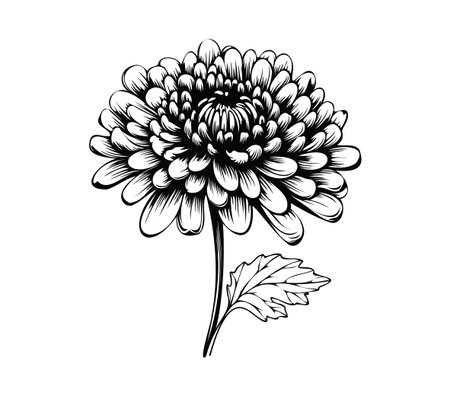 This black and white illustration of a chrysanthemum flower showcases intricate details and elegance, perfect for a variety of artistic and decorative uses.のイラスト素材