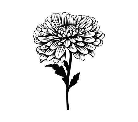 This stunning black and white illustration features a detailed chrysanthemum flower with intricate petals and a graceful stem, perfect for decoration or artistic projects.のイラスト素材