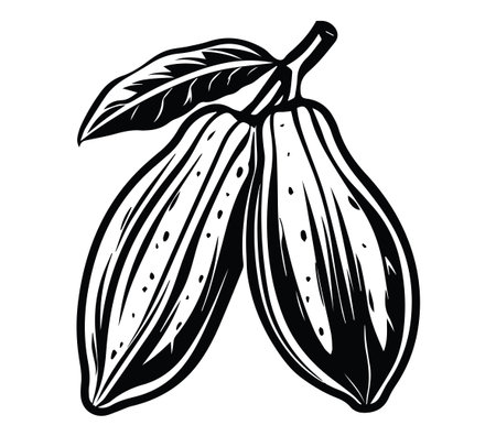Artistic black and white illustration of cacao fruit with detailed leaf. Perfect for design projects related to food, nature, or agriculture concepts.のイラスト素材