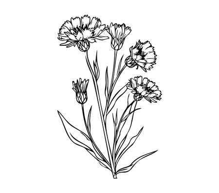 Beautiful line art of a floral arrangement showcasing delicate flowers and leaves, perfect for minimalist design or botanical-themed projects.のイラスト素材