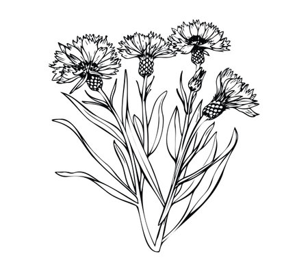 A detailed hand-drawn illustration of carnation flowers showcases delicate petals and leaves. Perfect for various creative and decorative projects.のイラスト素材
