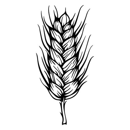 This illustration showcases a detailed wheat spike, ideal for agricultural, culinary, or organic themes. Perfect for use in various projects related to farming, nutrition, and sustainability.のイラスト素材