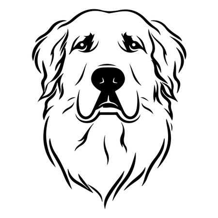 This artwork features a detailed black and white illustration of a golden retriever's head, showcasing its expressive features. Perfect for art and design projects.のイラスト素材