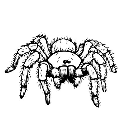 This detailed black and white illustration of a spider showcases its unique anatomy, making it ideal for educational materials, nature projects, or artistic inspirations.のイラスト素材