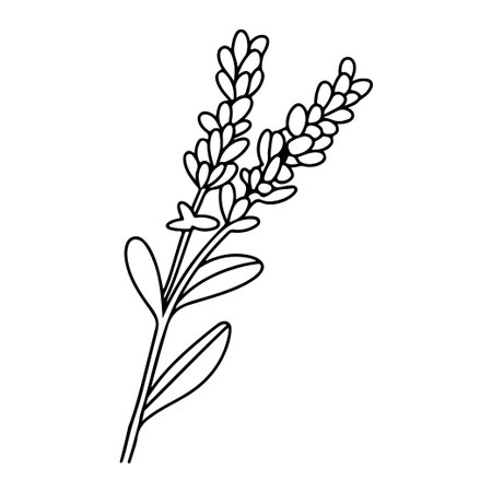 This elegant outline illustration showcases a lavender plant with intricate floral elements, ideal for artistic projects and botanical designs. Captivating and minimalistic.のイラスト素材
