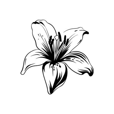 This elegant line drawing of a lily flower captures the beauty of nature in a black and white style, perfect for artistic projects and botanical themes.のイラスト素材
