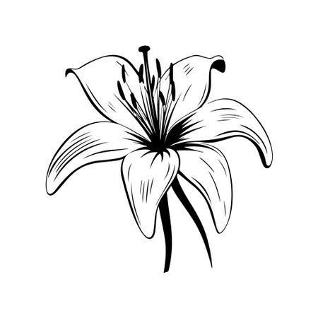 Stunning black and white hand-drawn illustration of a lily flower, perfect for art lovers seeking a touch of elegance in nature-inspired decor.のイラスト素材