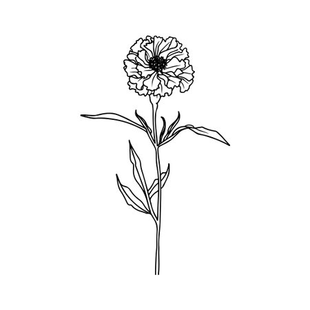 This elegant black and white line drawing showcases a single flower and its leafy stem, offering a minimalist approach to botanical art for a variety of creative uses.のイラスト素材