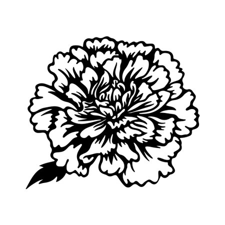This captivating black and white illustration features a detailed carnation flower, showcasing its elegant petals and leafy stem, perfect for creative projects.のイラスト素材