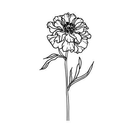 This elegant outline illustration of a single flower captures the beauty of nature with delicate petals and leaves, perfect for artistic and floral design use.のイラスト素材