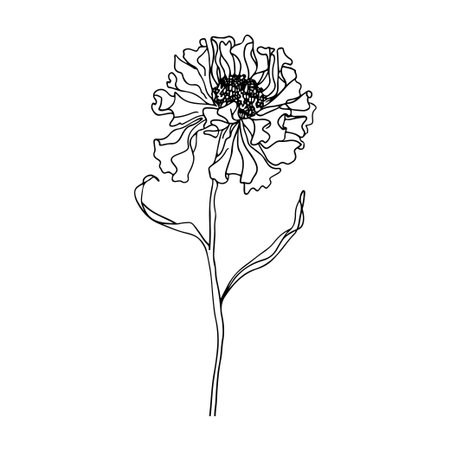This elegant hand-drawn outline flower design embodies minimalism and beauty, ideal for home decor, greeting cards, and various artistic projects.のイラスト素材