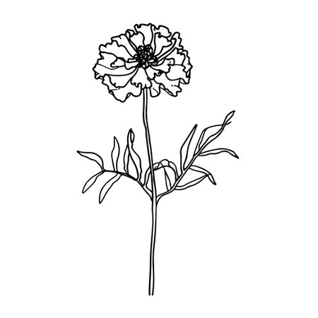 A beautifully detailed black and white illustration of a single flower, featuring delicate lines and elegant leaves, ideal for art prints and design projects.のイラスト素材