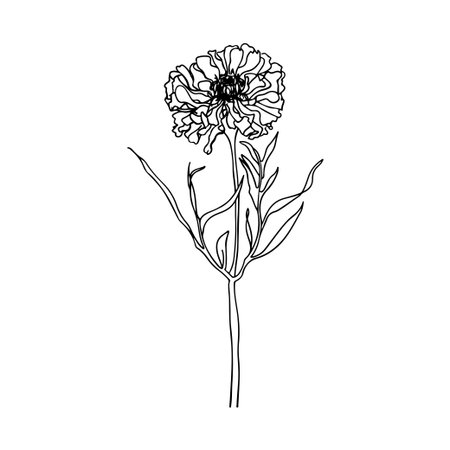 Artistic line drawing of a flower showcasing its beauty with detailed petals and leaves. This minimalist art piece is perfect for modern decor and creative projects.のイラスト素材