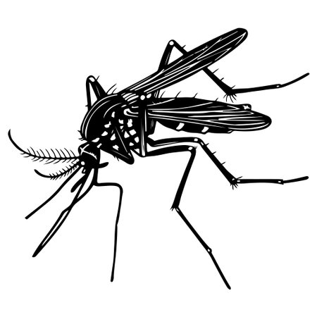 This black and white illustration of a mosquito showcases its intricate details, suitable for educational materials on entomology and health risks associated with insects.のイラスト素材