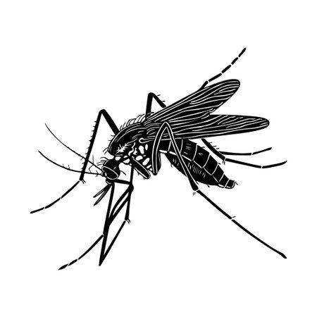 This detailed illustration showcases a mosquito, emphasizing its unique features like wings and legs. Ideal for educational, scientific, or creative projects.のイラスト素材